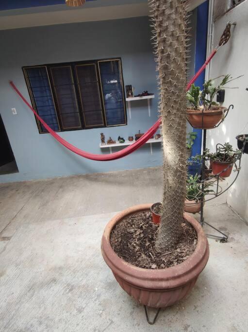 The Azul Flat Room Oaxaca Exterior photo
